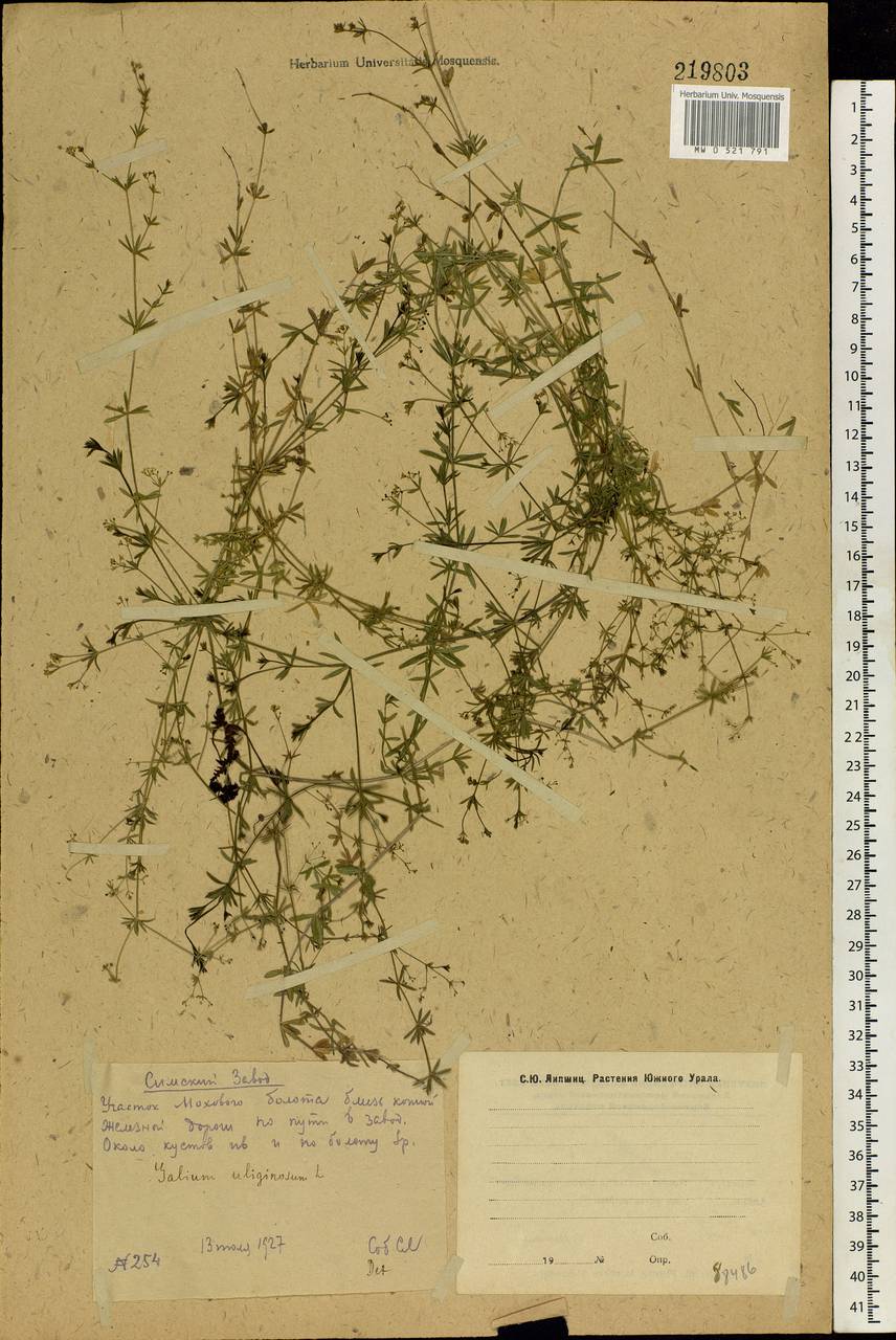 Galium uliginosum L., Eastern Europe, Eastern region (E10) (Russia)