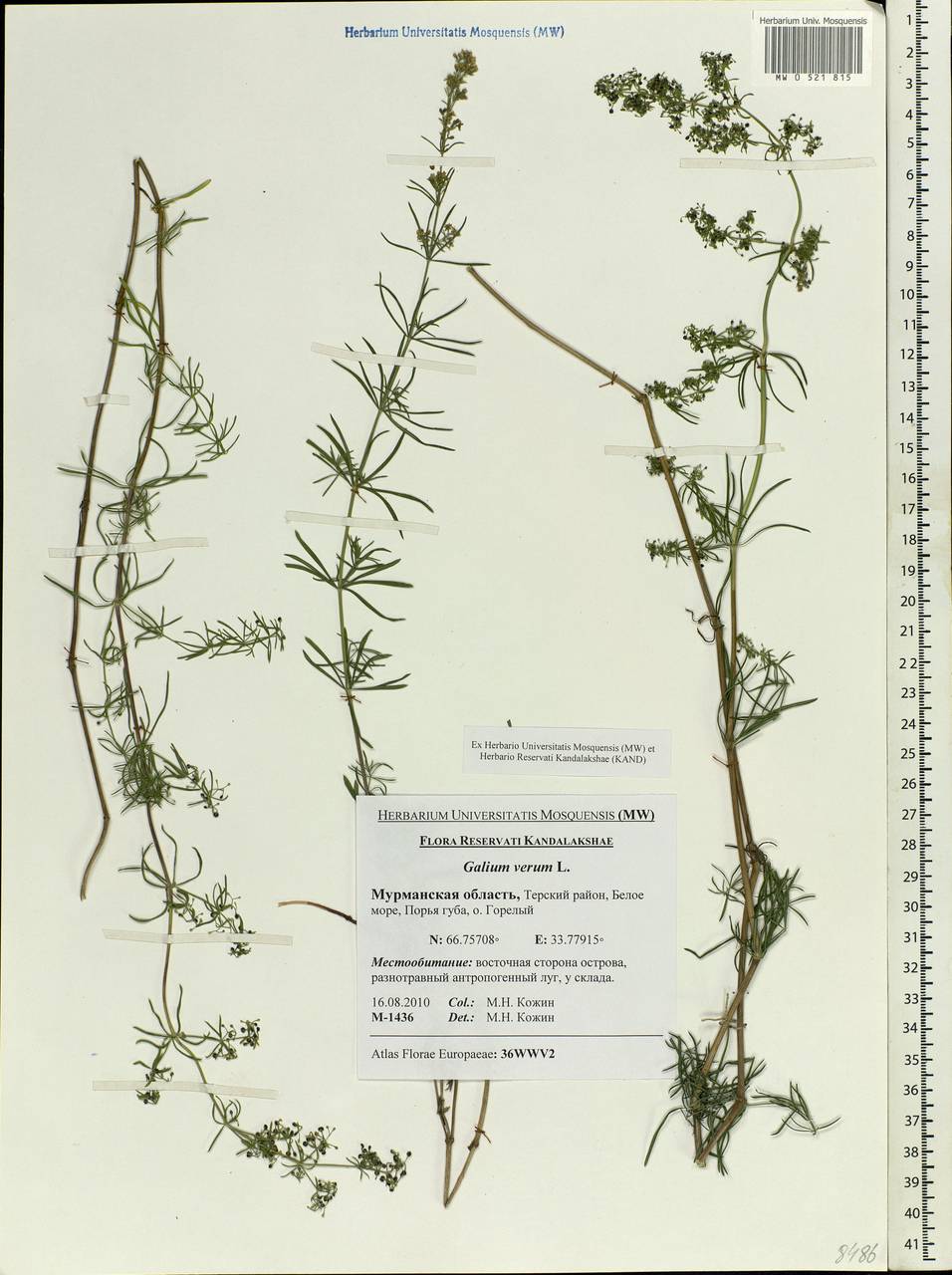 Galium verum L., Eastern Europe, Northern region (E1) (Russia)