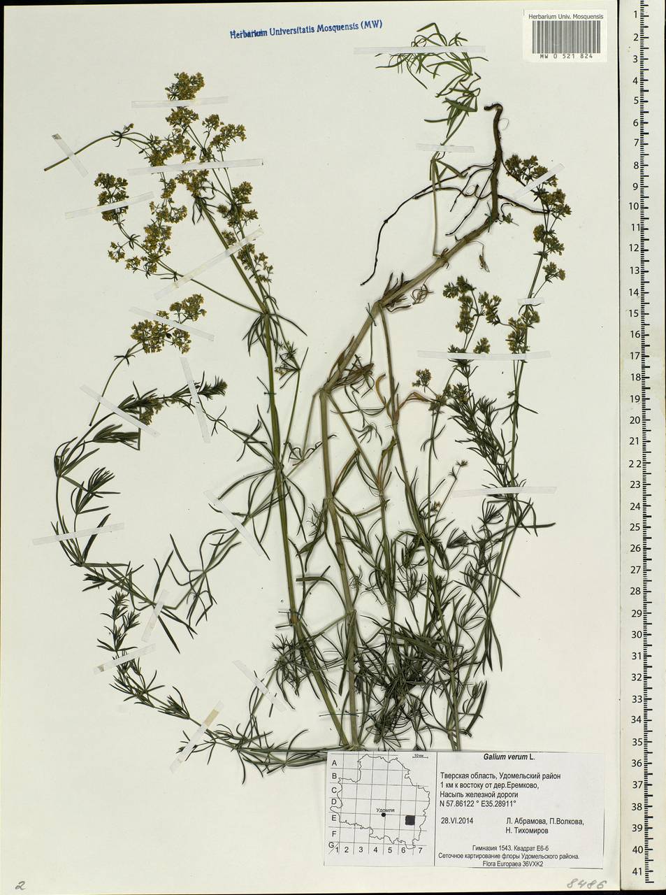 Galium verum L., Eastern Europe, North-Western region (E2) (Russia)