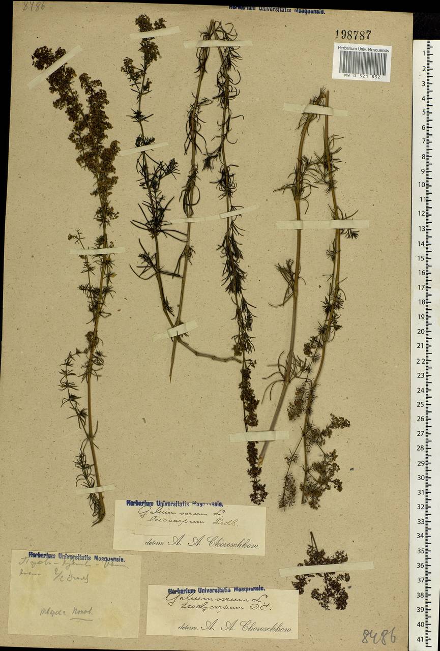 Galium verum L., Eastern Europe, North-Western region (E2) (Russia)