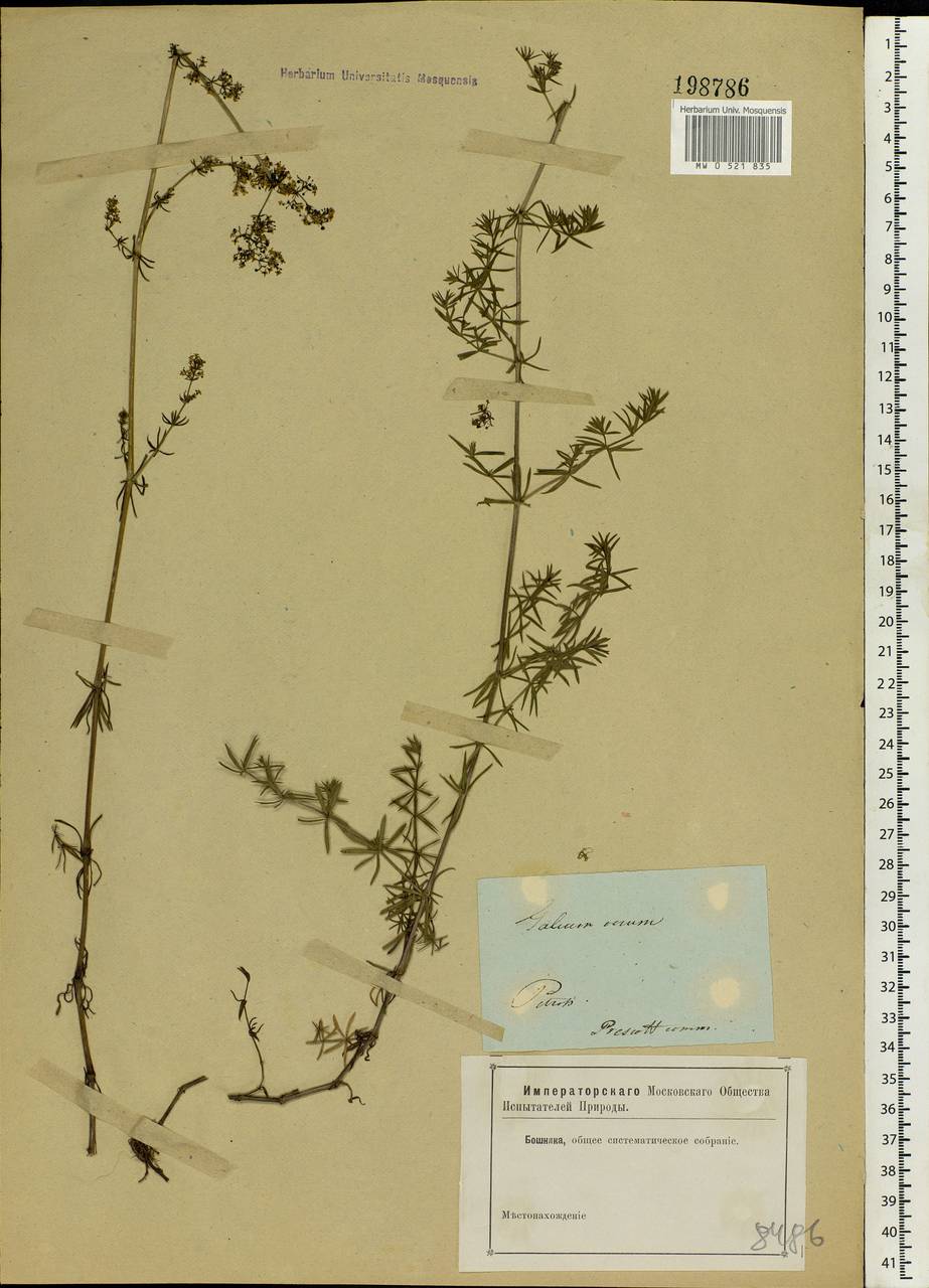 Galium verum L., Eastern Europe, North-Western region (E2) (Russia)