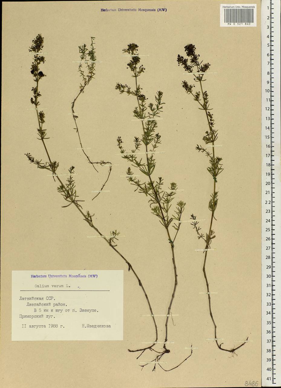 Galium verum L., Eastern Europe, Latvia (E2b) (Latvia)