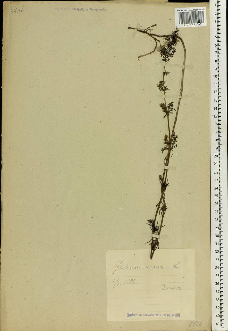 Galium verum L., Eastern Europe, Estonia (E2c) (Estonia)