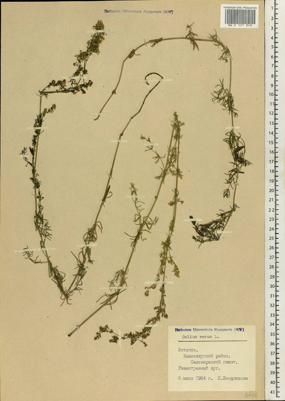 Galium verum L., Eastern Europe, Estonia (E2c) (Estonia)