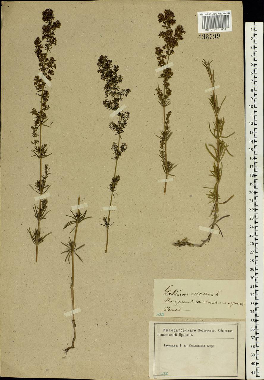 Galium verum L., Eastern Europe, Western region (E3) (Russia)