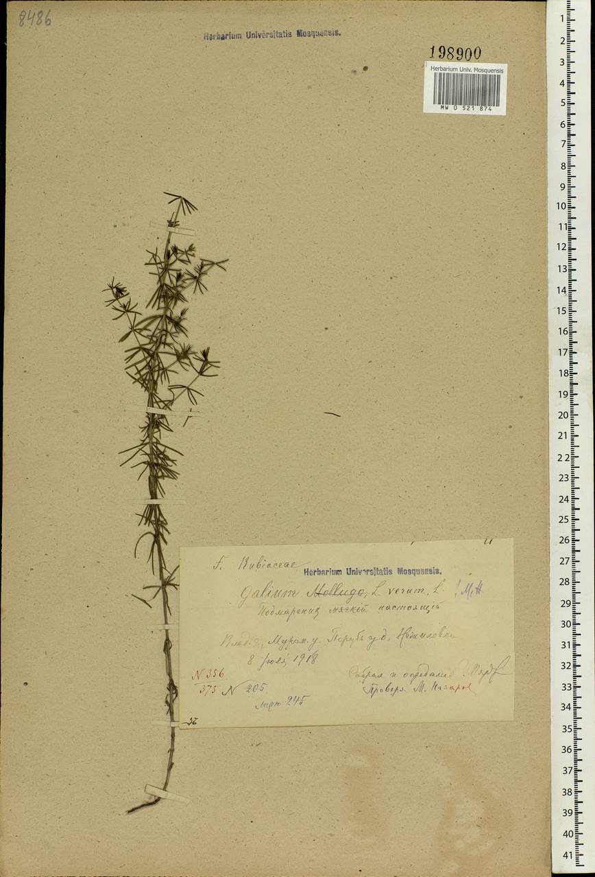 Galium verum L., Eastern Europe, Central region (E4) (Russia)