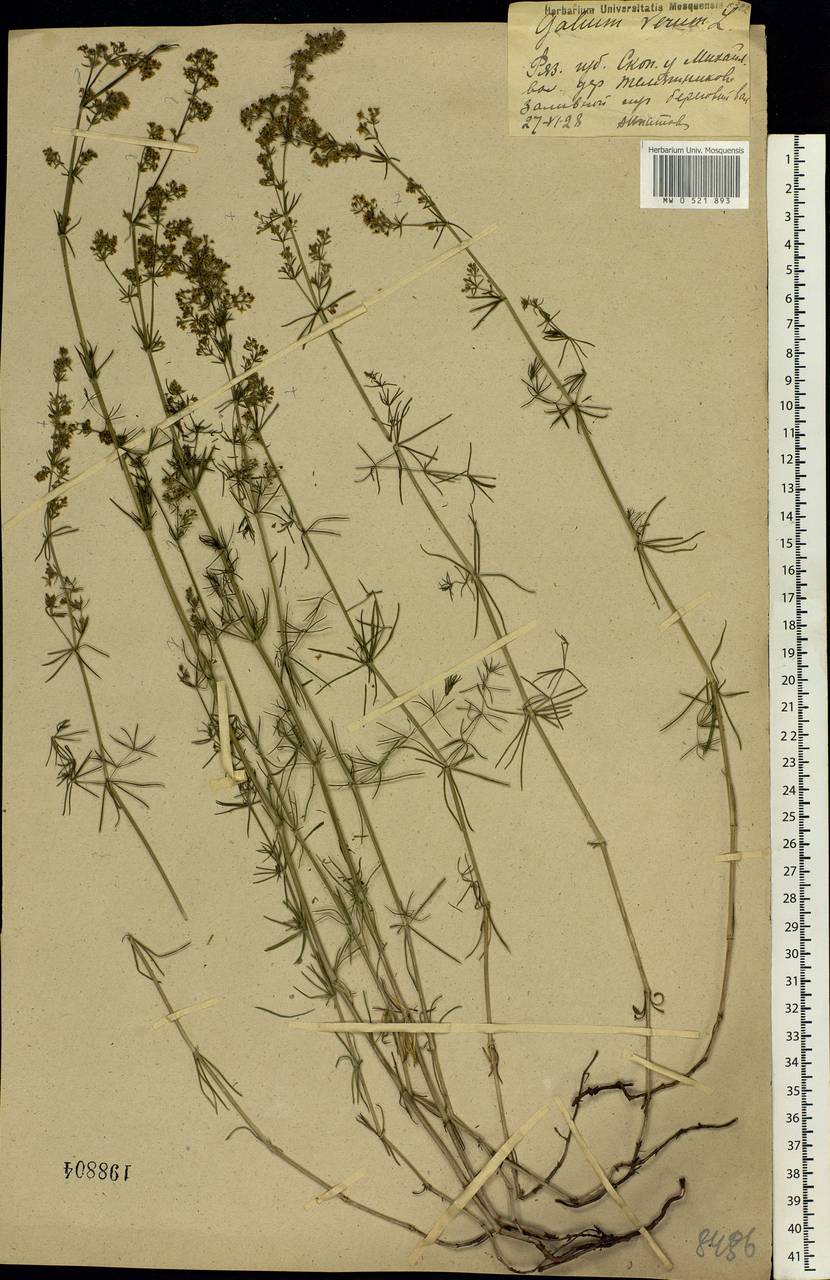 Galium verum L., Eastern Europe, Central region (E4) (Russia)