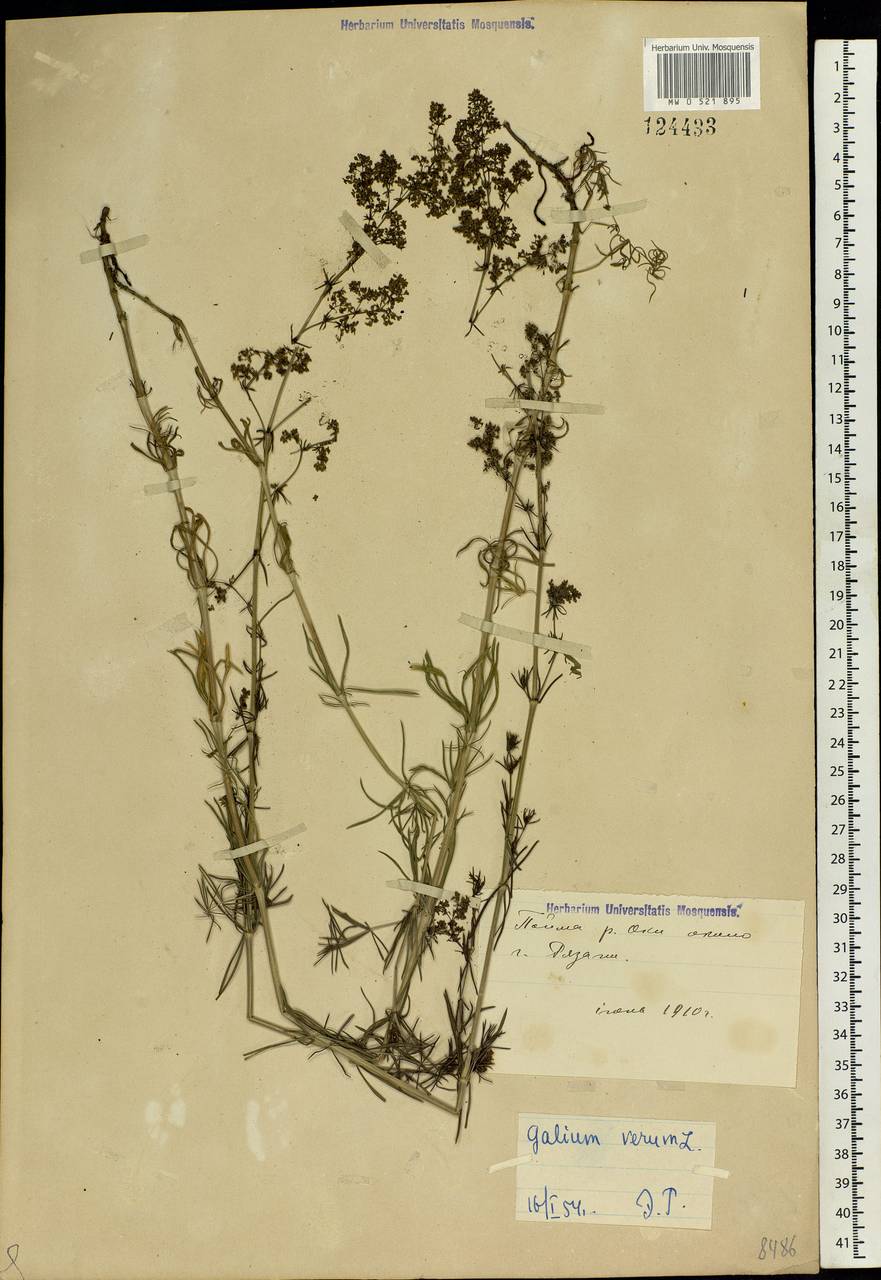 Galium verum L., Eastern Europe, Central region (E4) (Russia)
