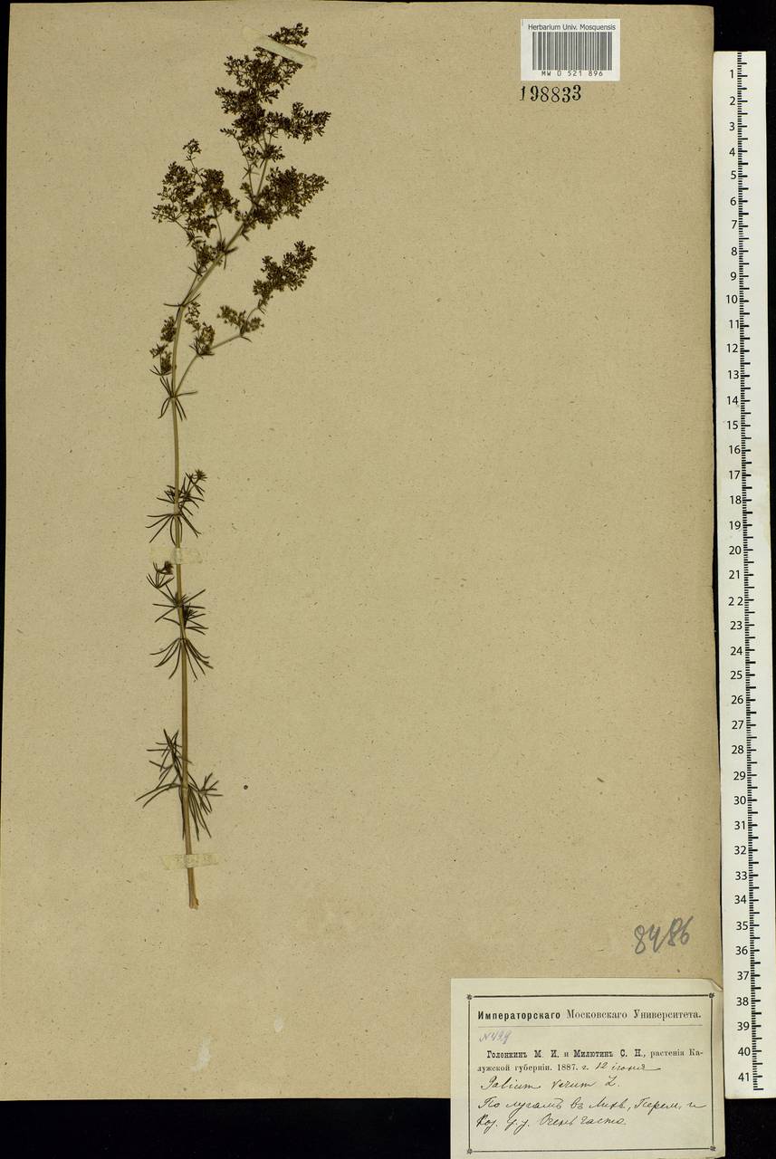 Galium verum L., Eastern Europe, Central region (E4) (Russia)