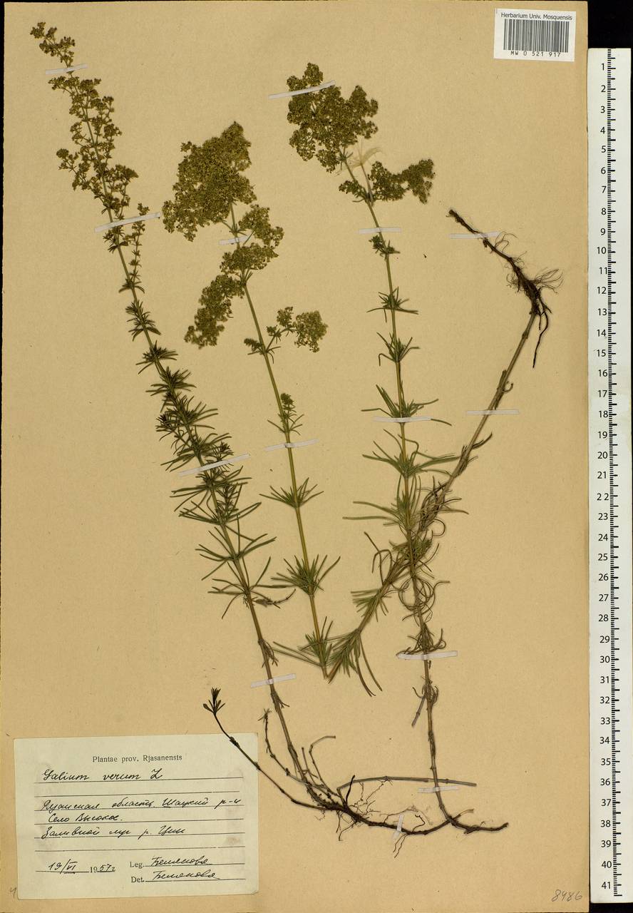 Galium verum L., Eastern Europe, Central region (E4) (Russia)