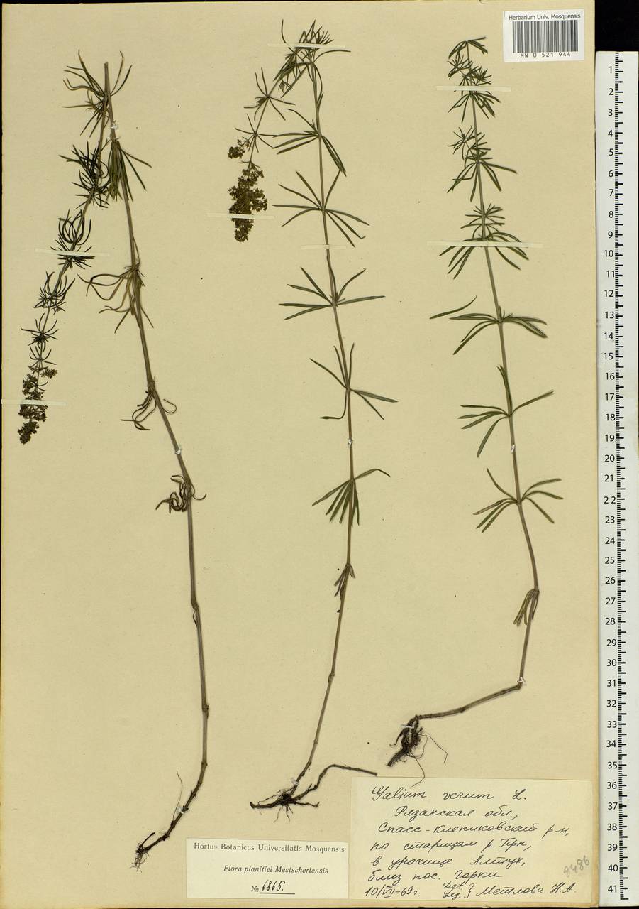 Galium verum L., Eastern Europe, Central region (E4) (Russia)