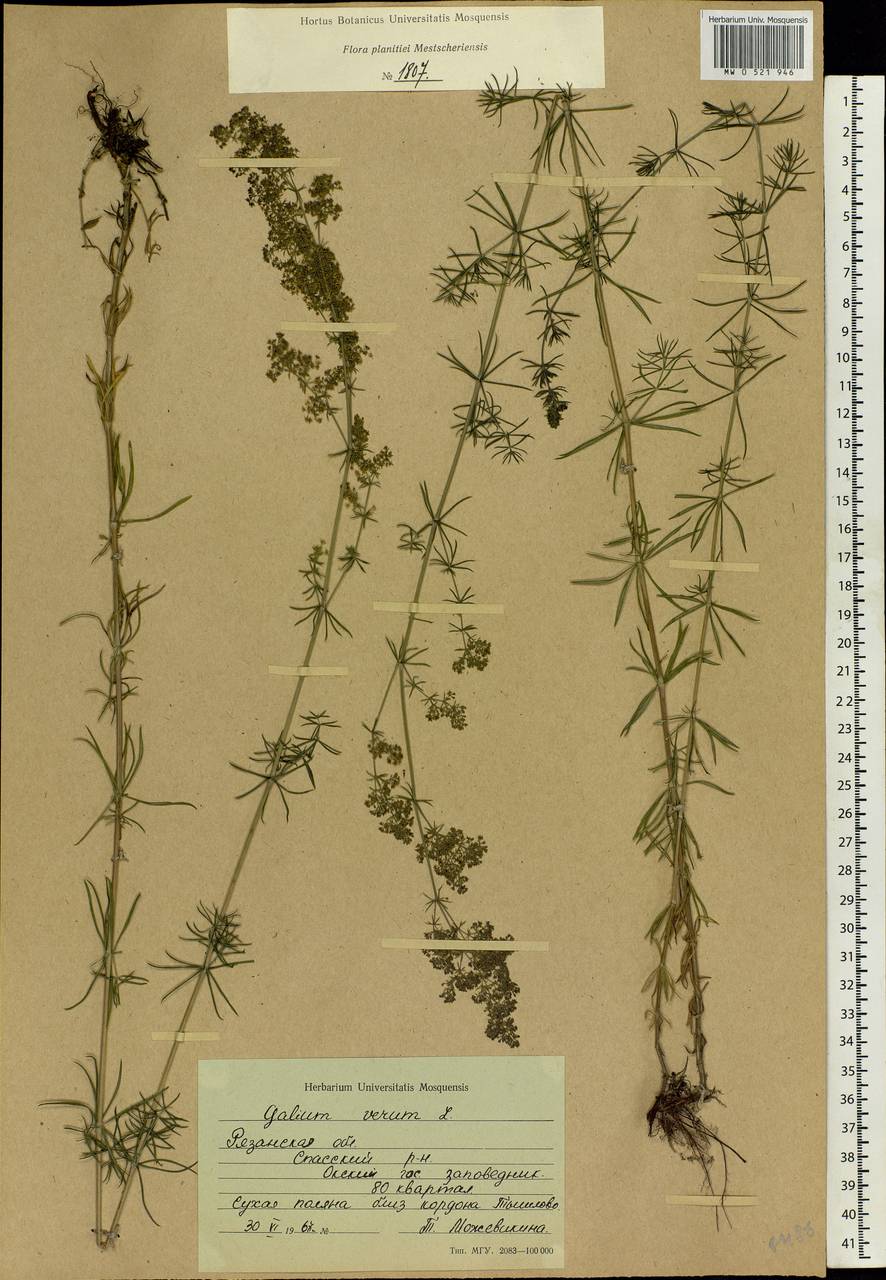 Galium verum L., Eastern Europe, Central region (E4) (Russia)