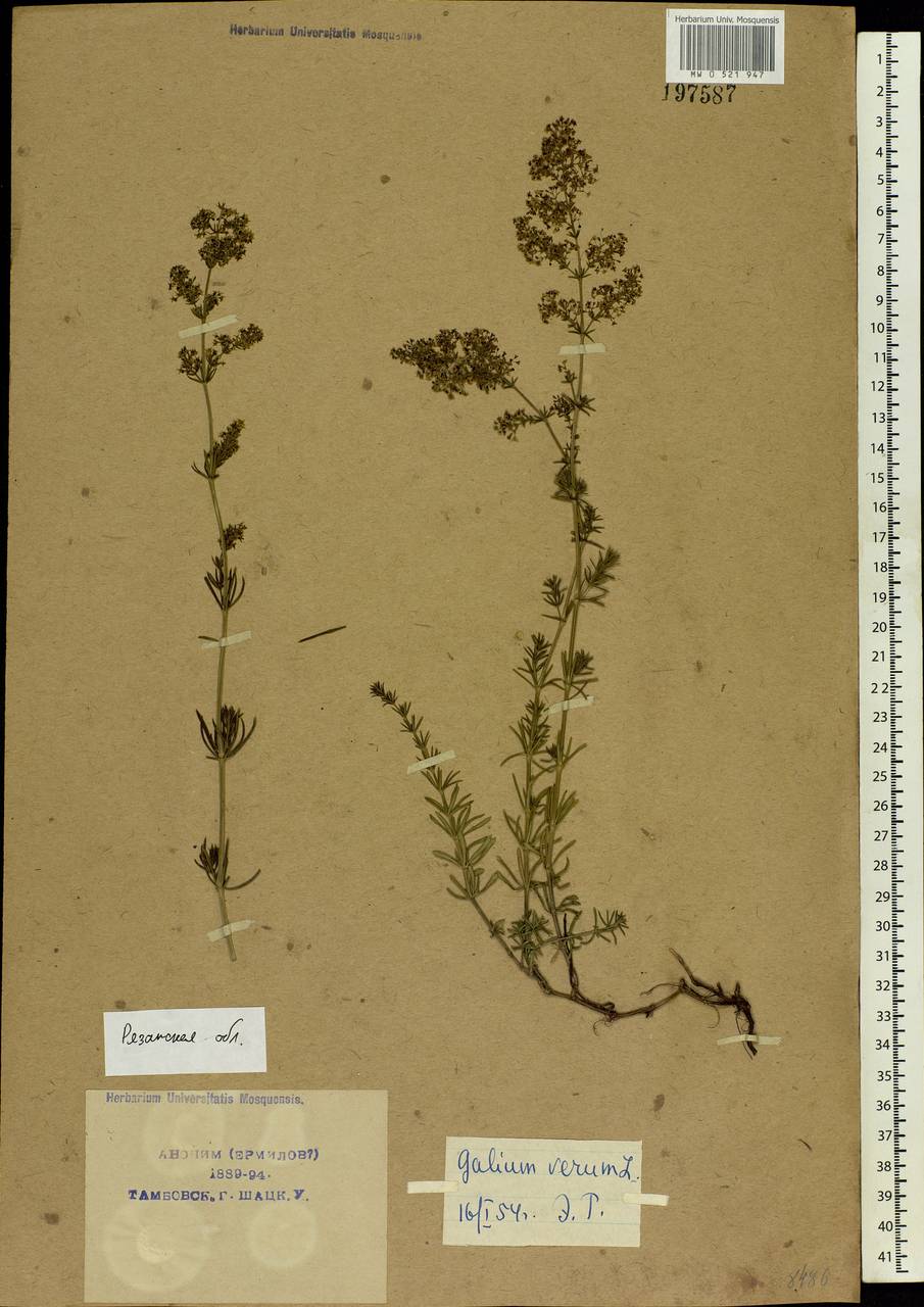 Galium verum L., Eastern Europe, Central region (E4) (Russia)