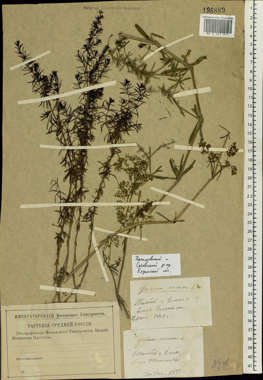 Galium verum L., Eastern Europe, Central region (E4) (Russia)