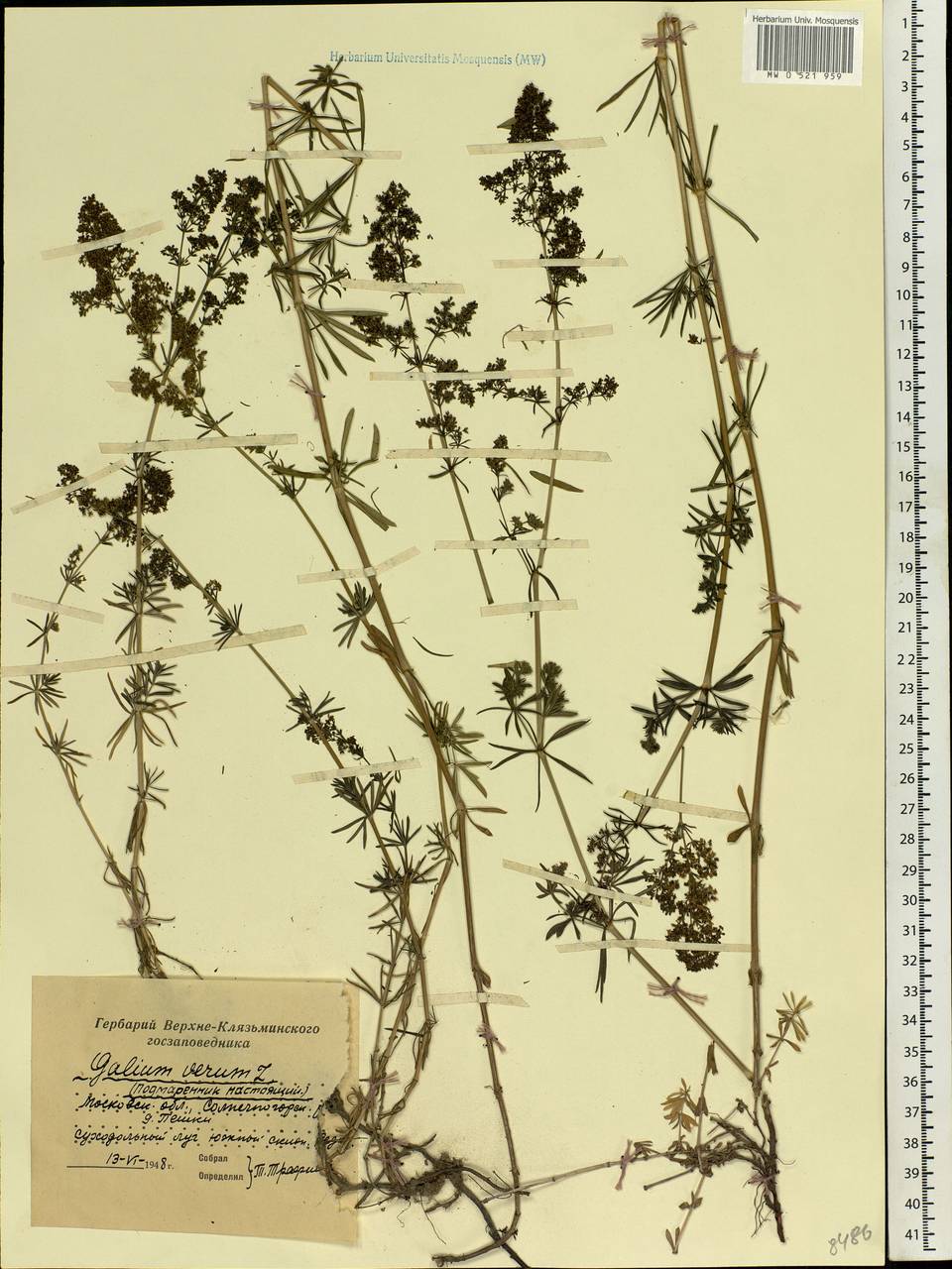 Galium verum L., Eastern Europe, Moscow region (E4a) (Russia)