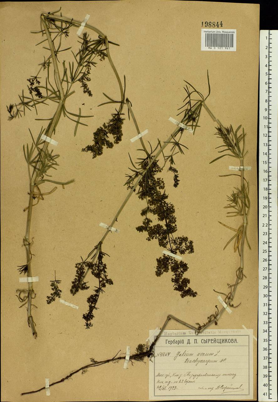 Galium verum L., Eastern Europe, Moscow region (E4a) (Russia)