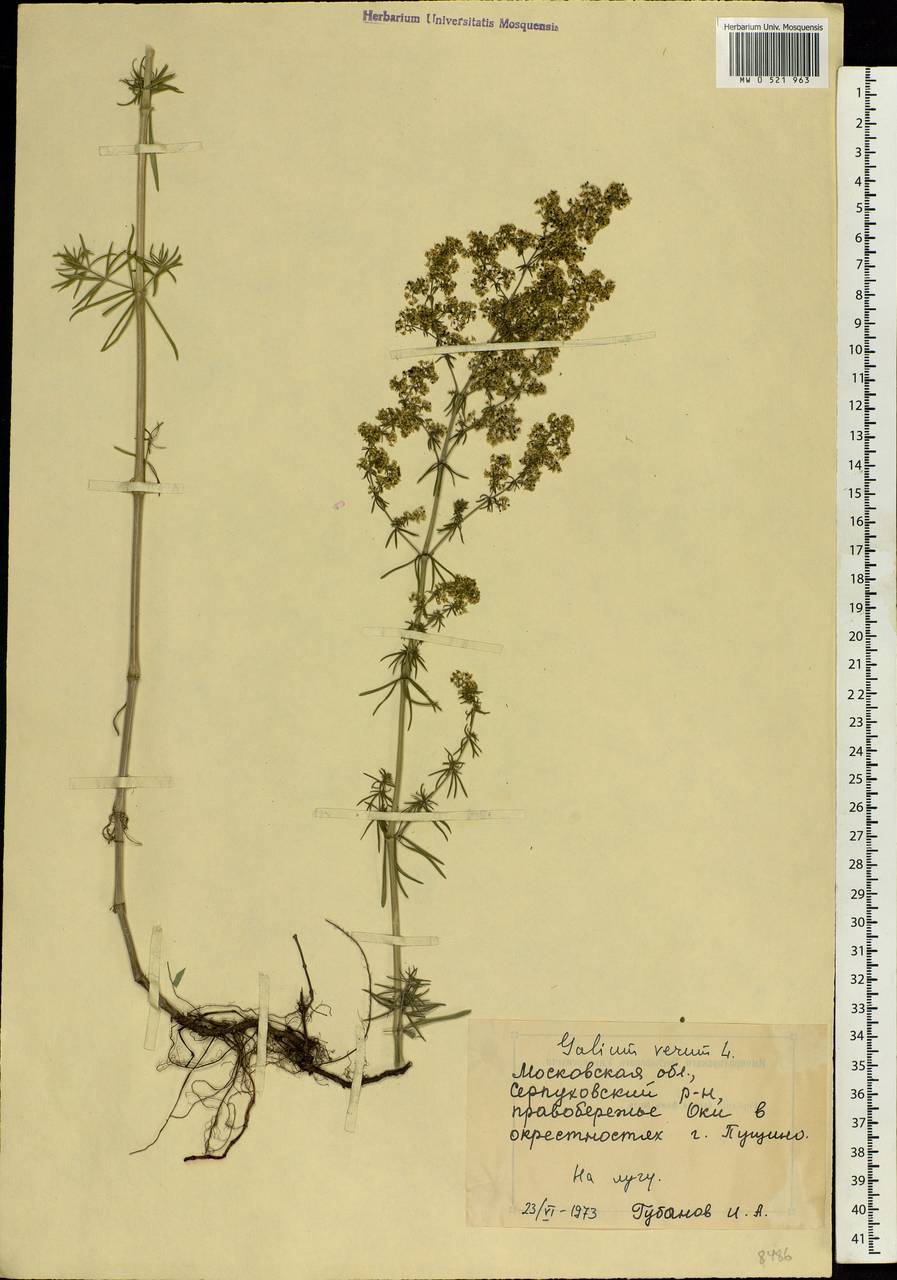 Galium verum L., Eastern Europe, Moscow region (E4a) (Russia)