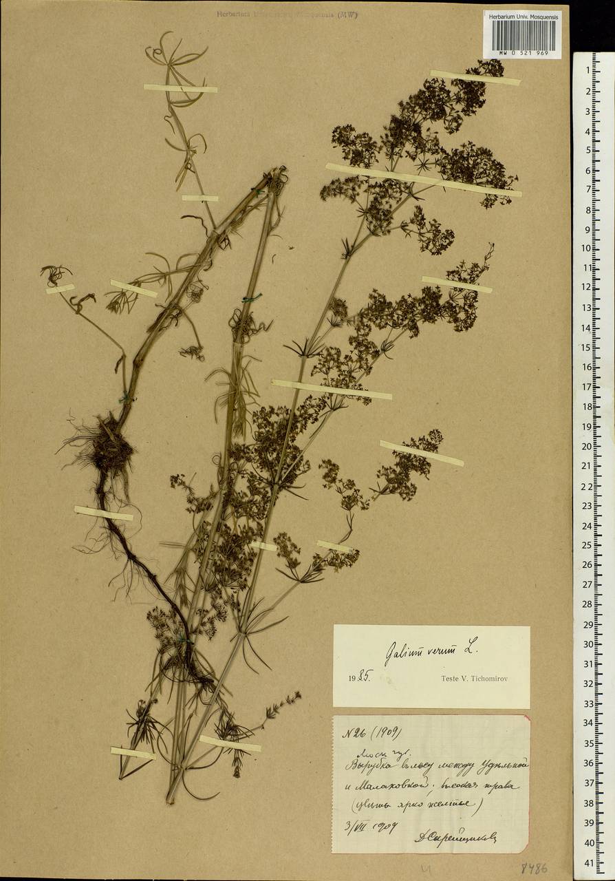 Galium verum L., Eastern Europe, Moscow region (E4a) (Russia)