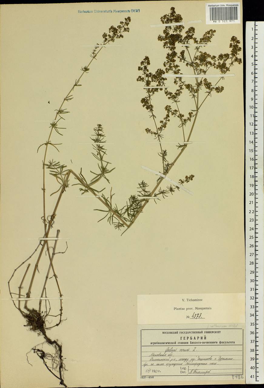 Galium verum L., Eastern Europe, Moscow region (E4a) (Russia)