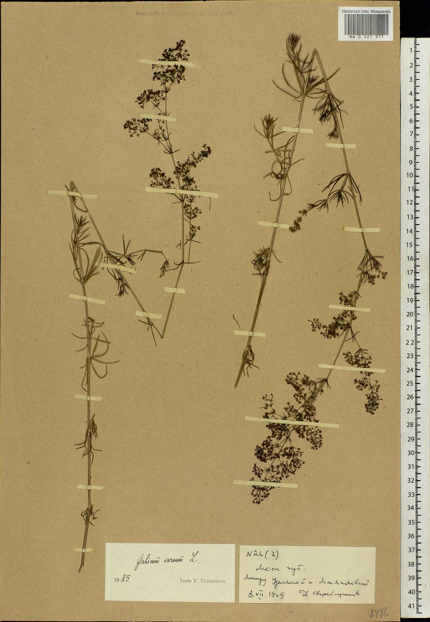 Galium verum L., Eastern Europe, Moscow region (E4a) (Russia)