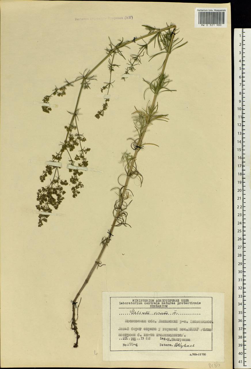 Galium verum L., Eastern Europe, Moscow region (E4a) (Russia)