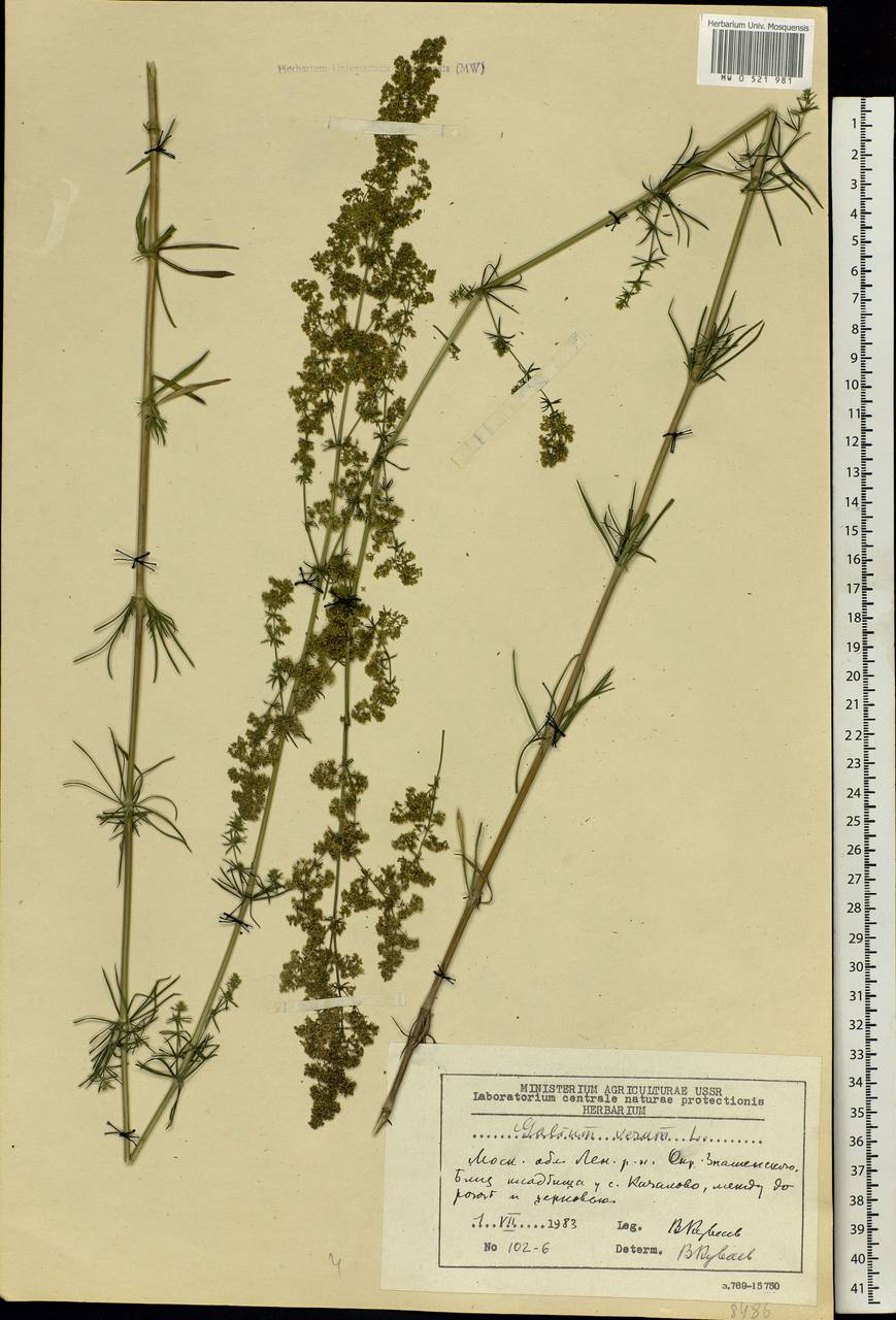 Galium verum L., Eastern Europe, Moscow region (E4a) (Russia)