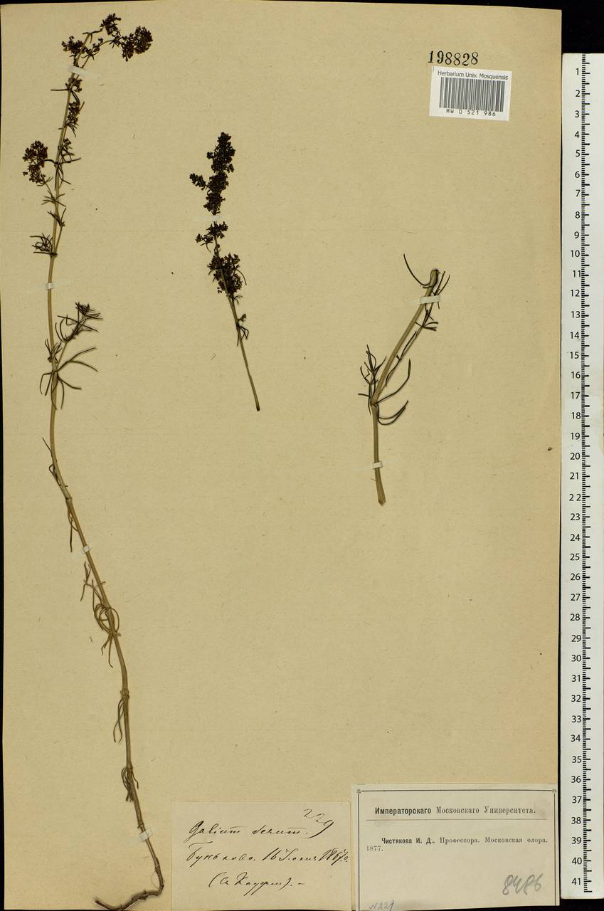 Galium verum L., Eastern Europe, Moscow region (E4a) (Russia)
