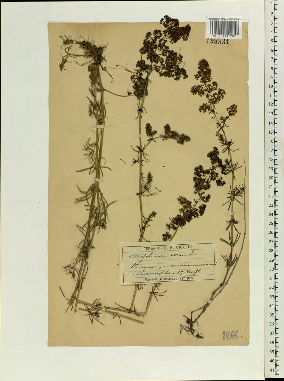 Galium verum L., Eastern Europe, Moscow region (E4a) (Russia)