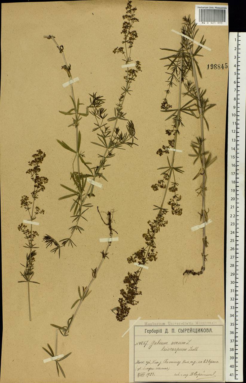 Galium verum L., Eastern Europe, Moscow region (E4a) (Russia)