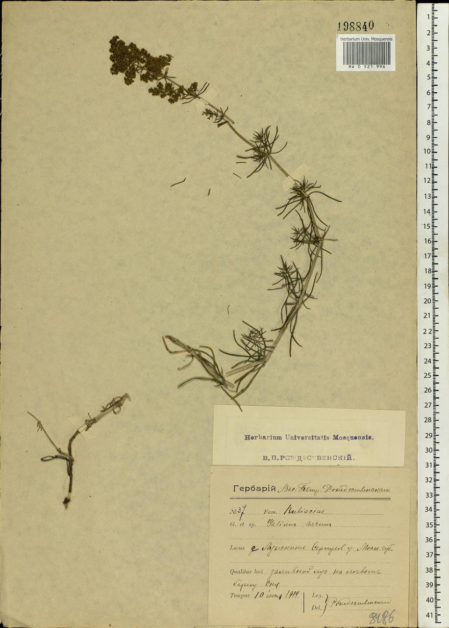 Galium verum L., Eastern Europe, Moscow region (E4a) (Russia)