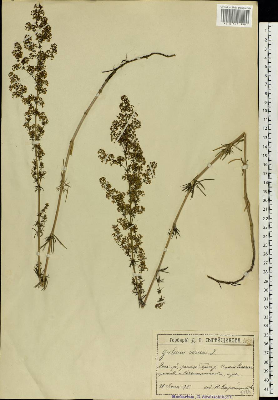 Galium verum L., Eastern Europe, Moscow region (E4a) (Russia)