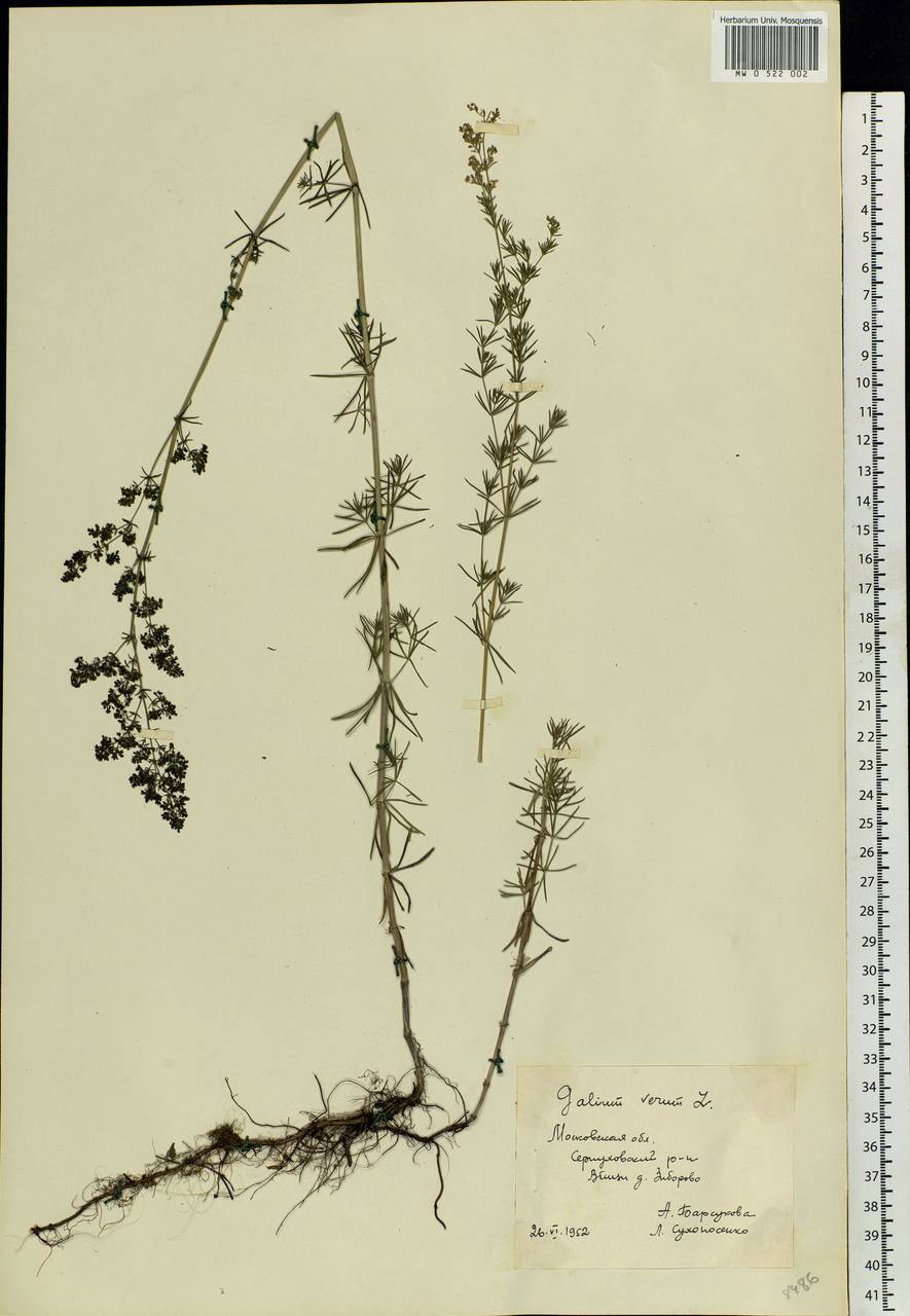 Galium verum L., Eastern Europe, Moscow region (E4a) (Russia)