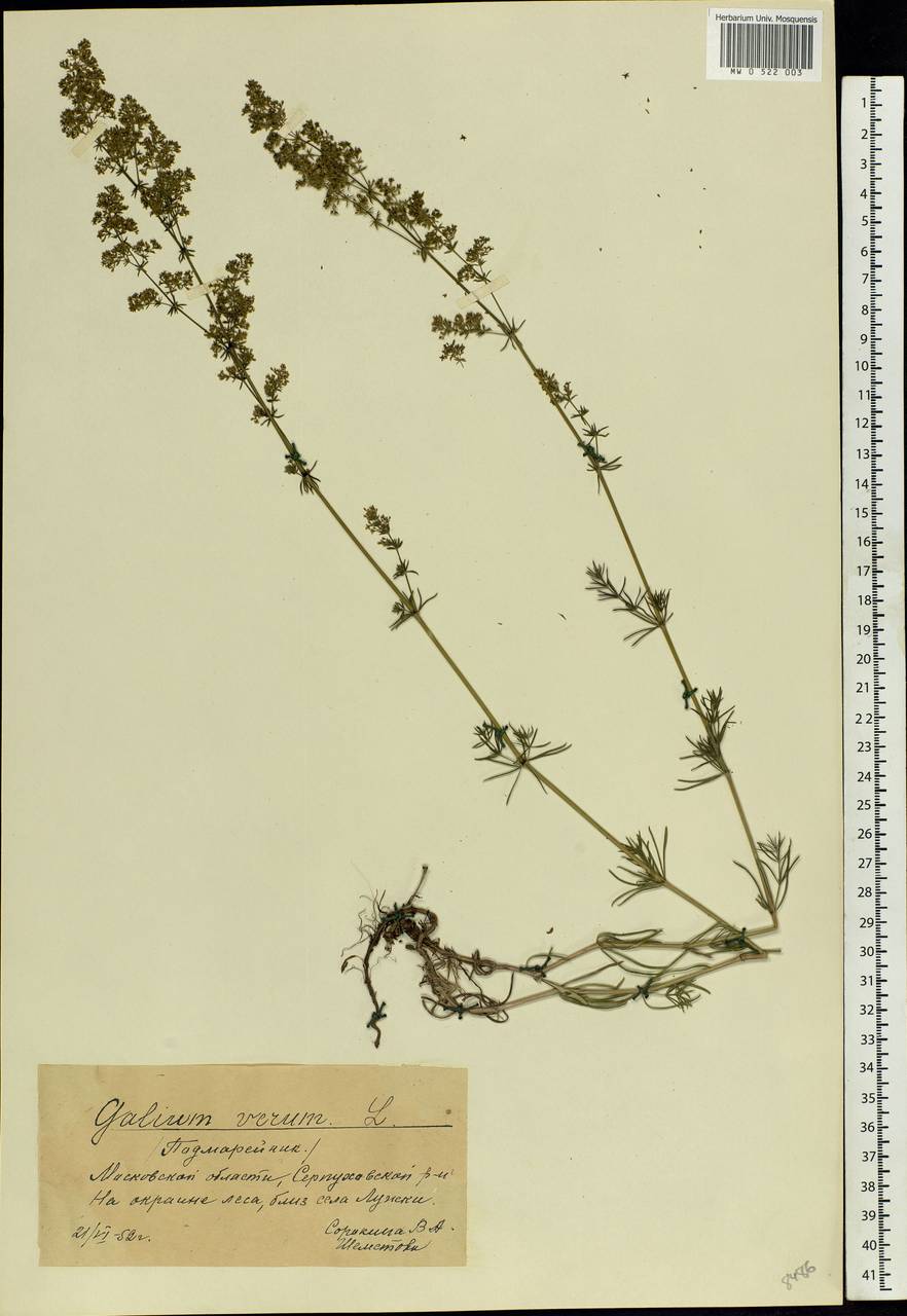 Galium verum L., Eastern Europe, Moscow region (E4a) (Russia)