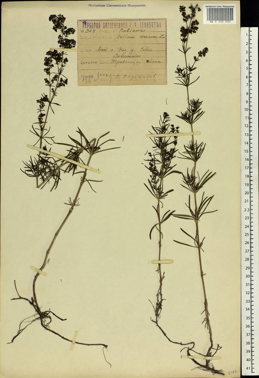 Galium verum L., Eastern Europe, Moscow region (E4a) (Russia)