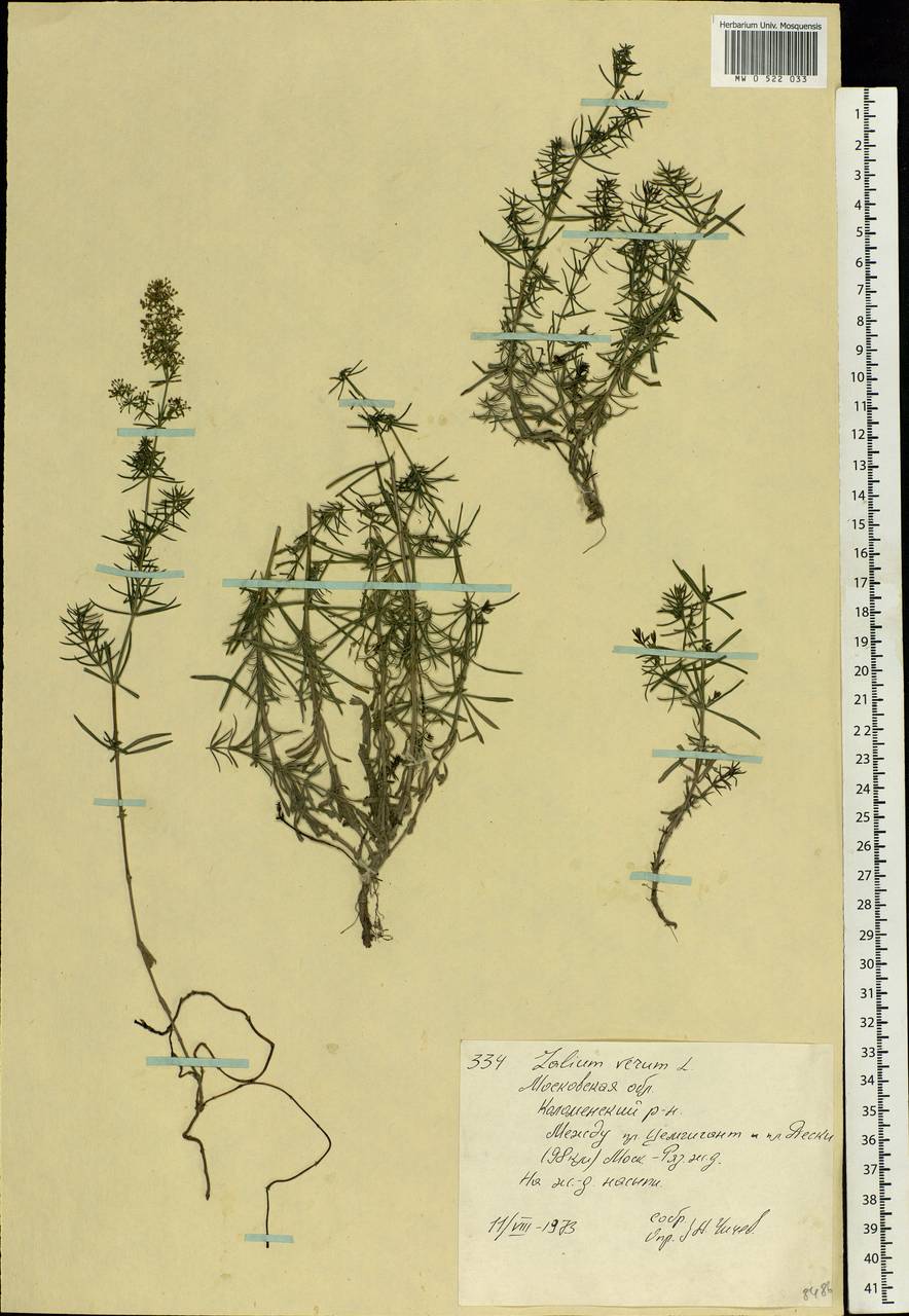 Galium verum L., Eastern Europe, Moscow region (E4a) (Russia)