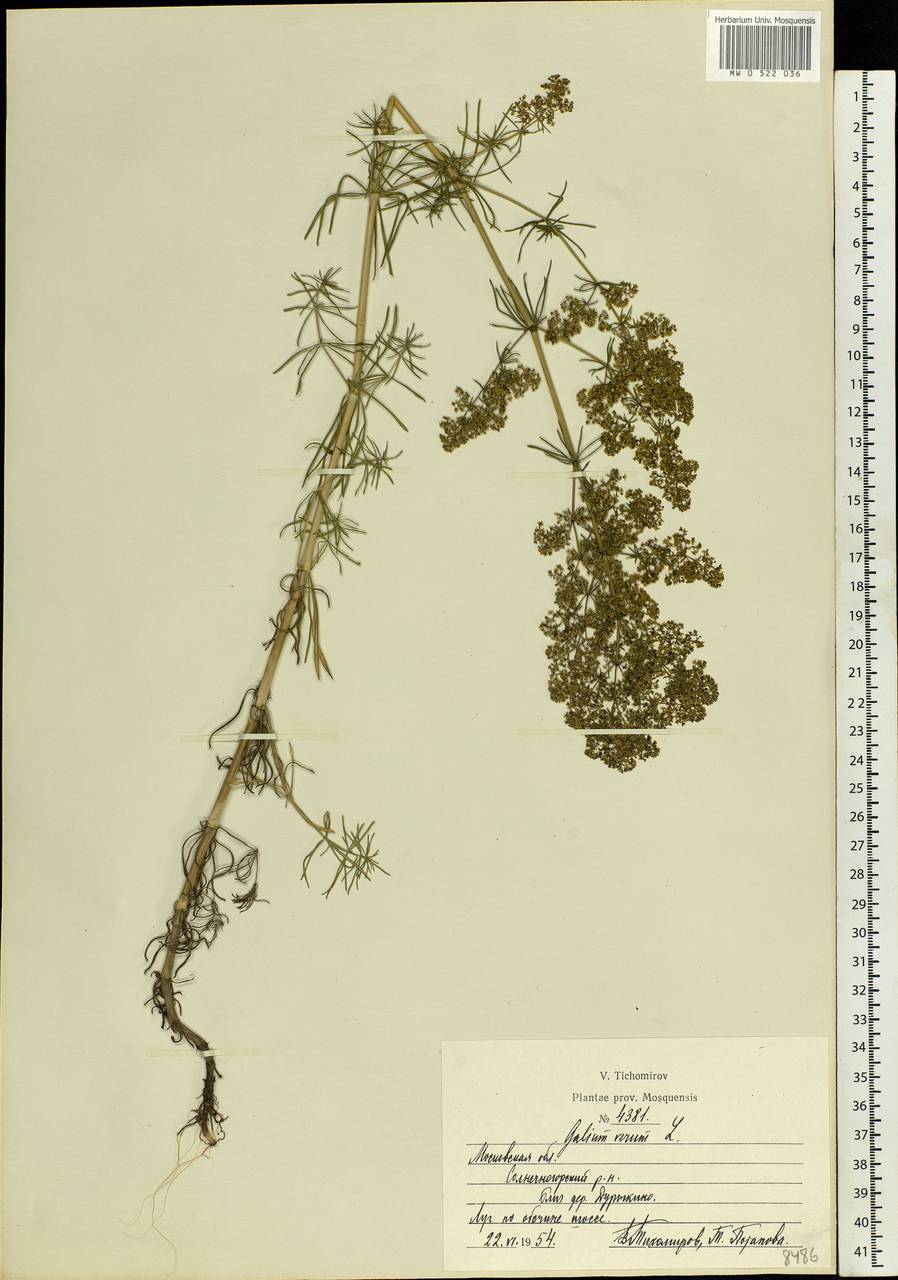 Galium verum L., Eastern Europe, Moscow region (E4a) (Russia)