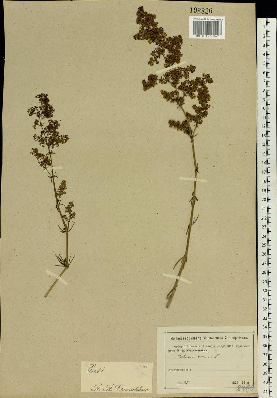 Galium verum L., Eastern Europe, Moscow region (E4a) (Russia)