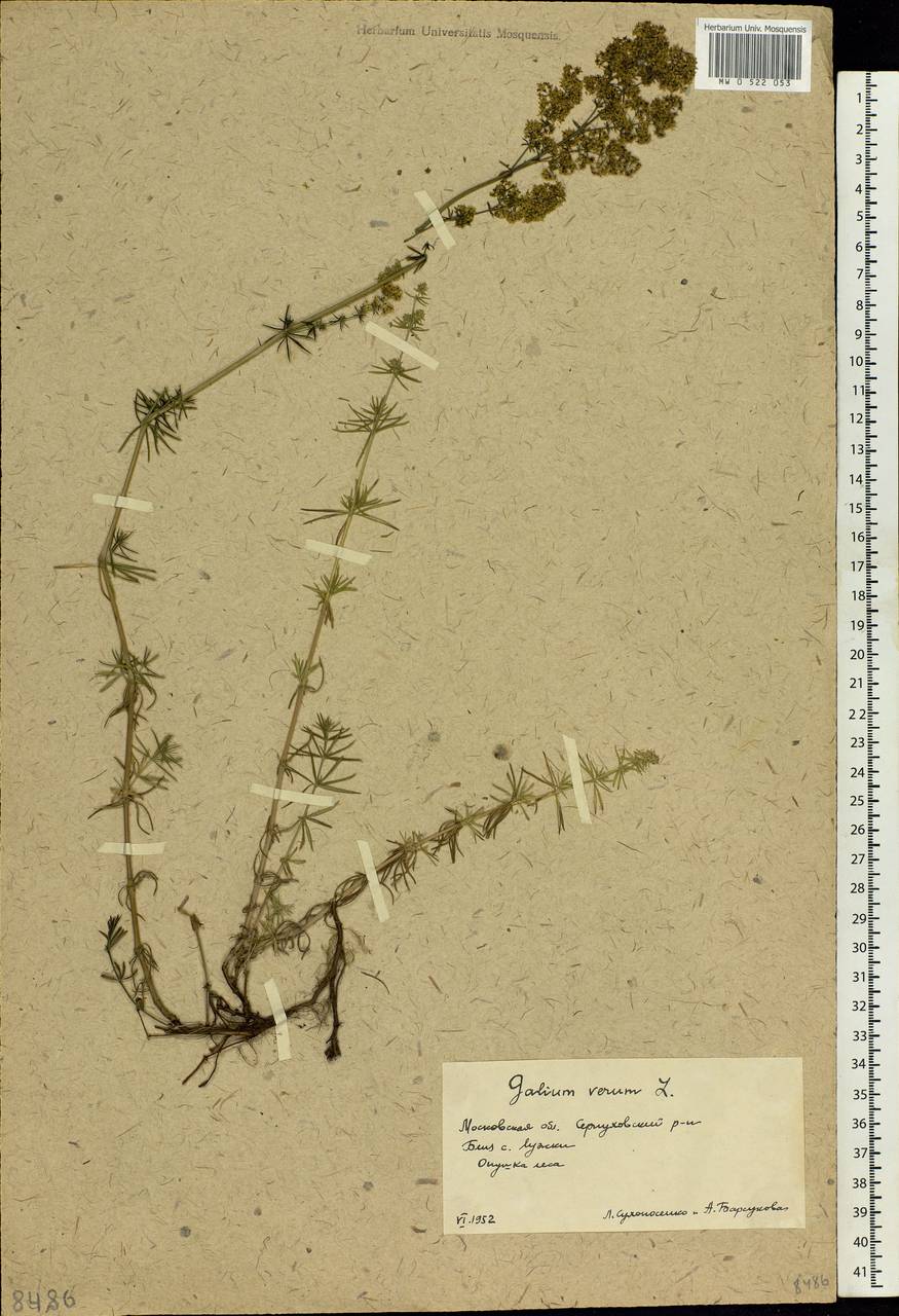 Galium verum L., Eastern Europe, Moscow region (E4a) (Russia)