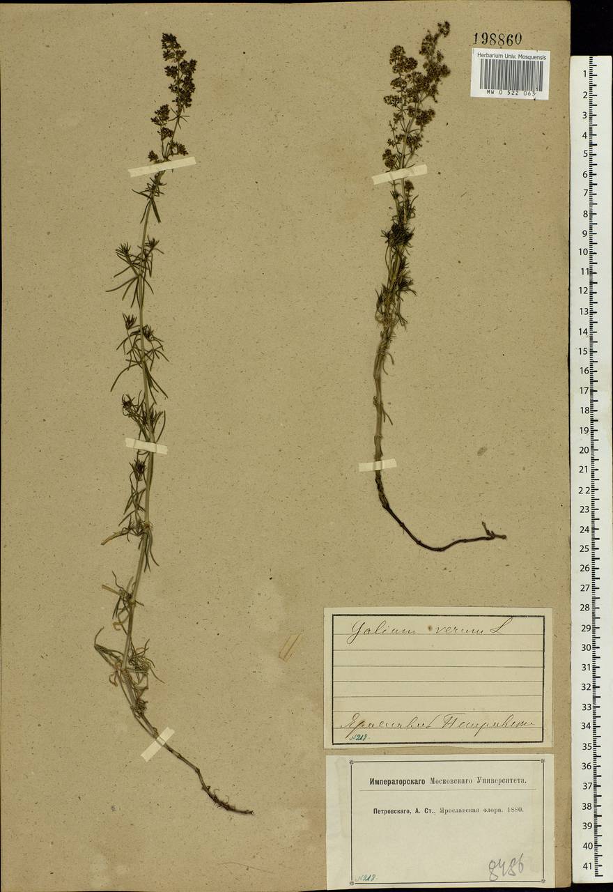 Galium verum L., Eastern Europe, Central forest region (E5) (Russia)