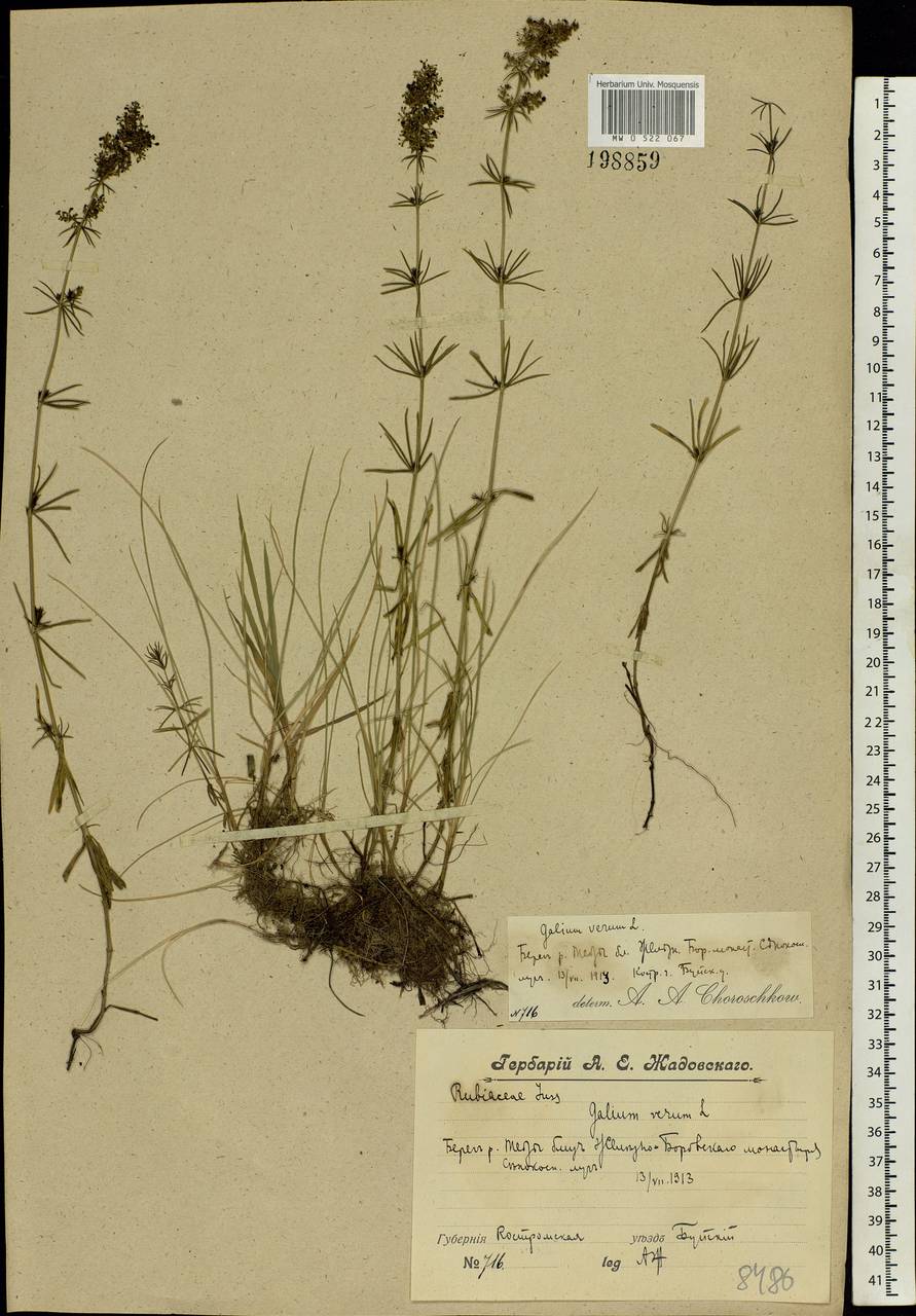 Galium verum L., Eastern Europe, Central forest region (E5) (Russia)