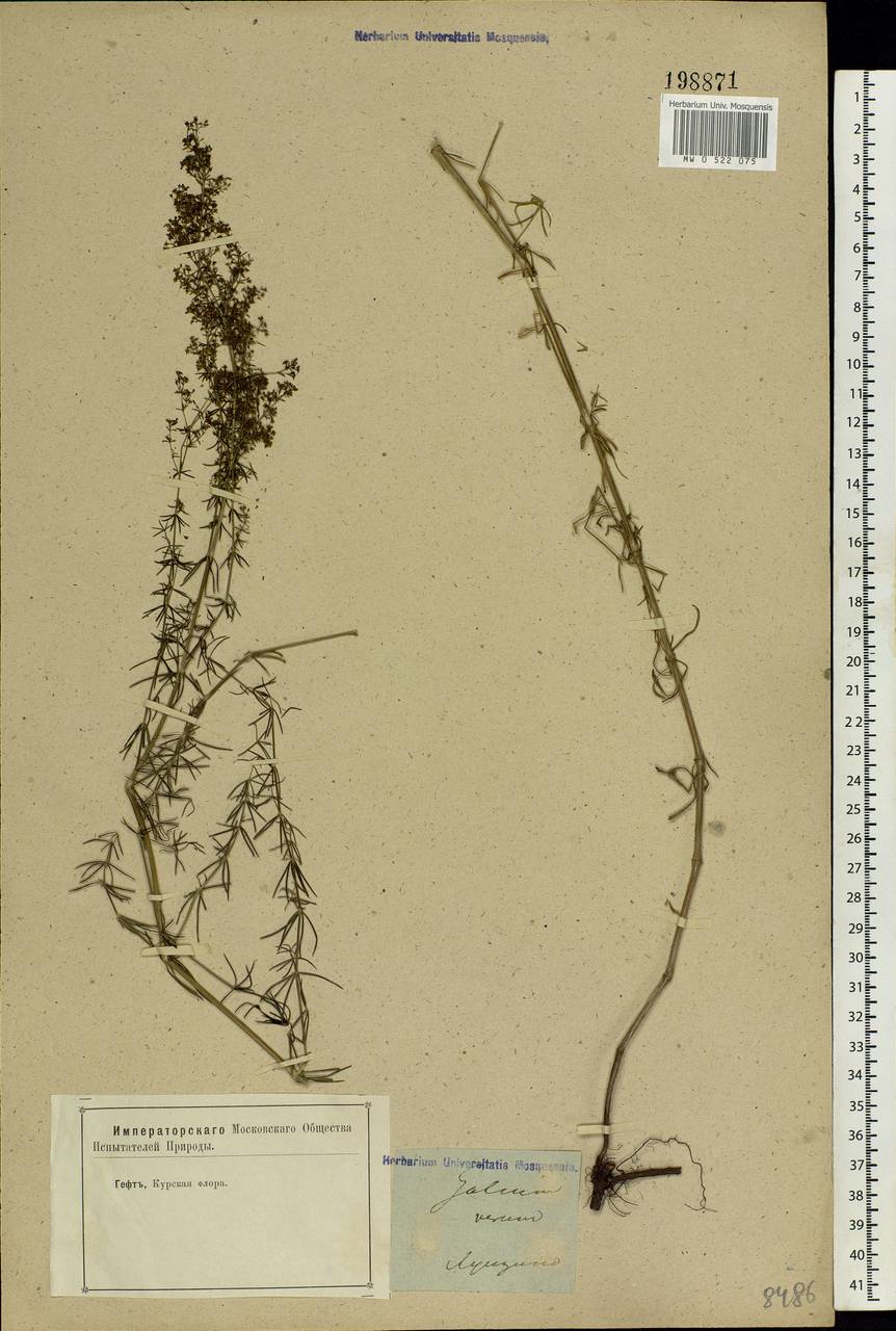Galium verum L., Eastern Europe, Central forest-and-steppe region (E6) (Russia)