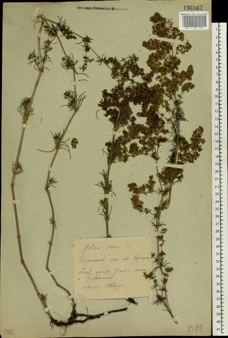 Galium verum L., Eastern Europe, Central forest-and-steppe region (E6) (Russia)