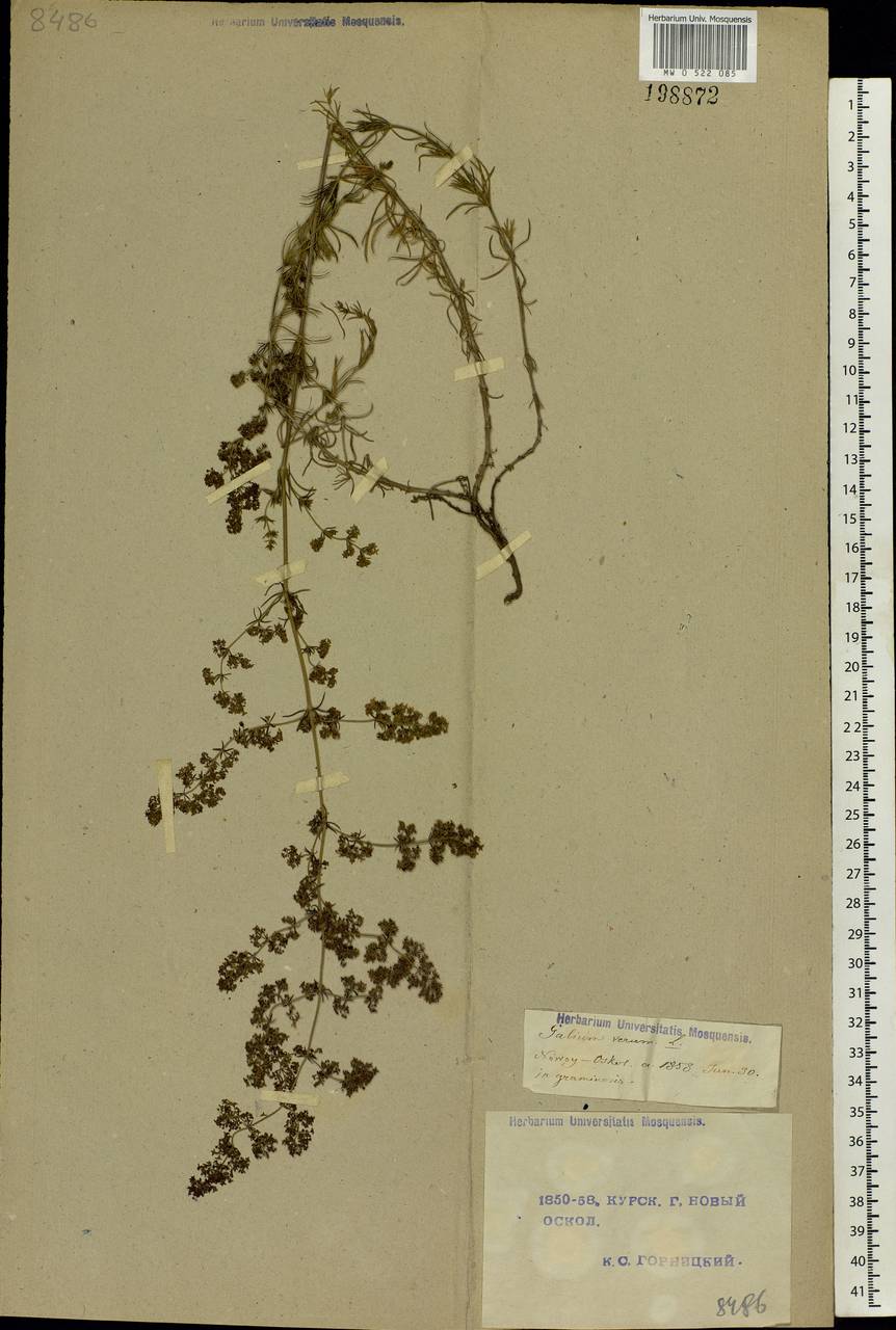 Galium verum L., Eastern Europe, Central forest-and-steppe region (E6) (Russia)