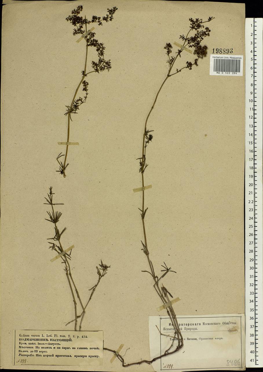 Galium verum L., Eastern Europe, Central forest-and-steppe region (E6) (Russia)