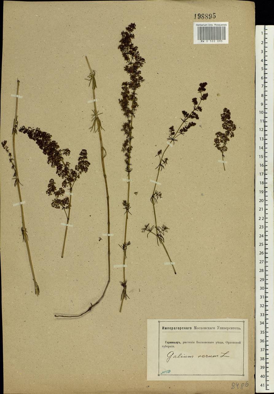 Galium verum L., Eastern Europe, Central forest-and-steppe region (E6) (Russia)