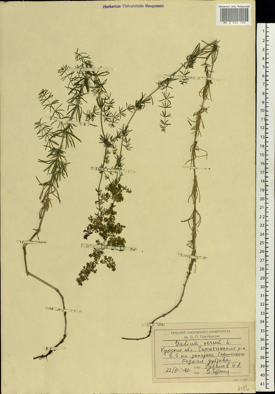 Galium verum L., Eastern Europe, Central forest-and-steppe region (E6) (Russia)