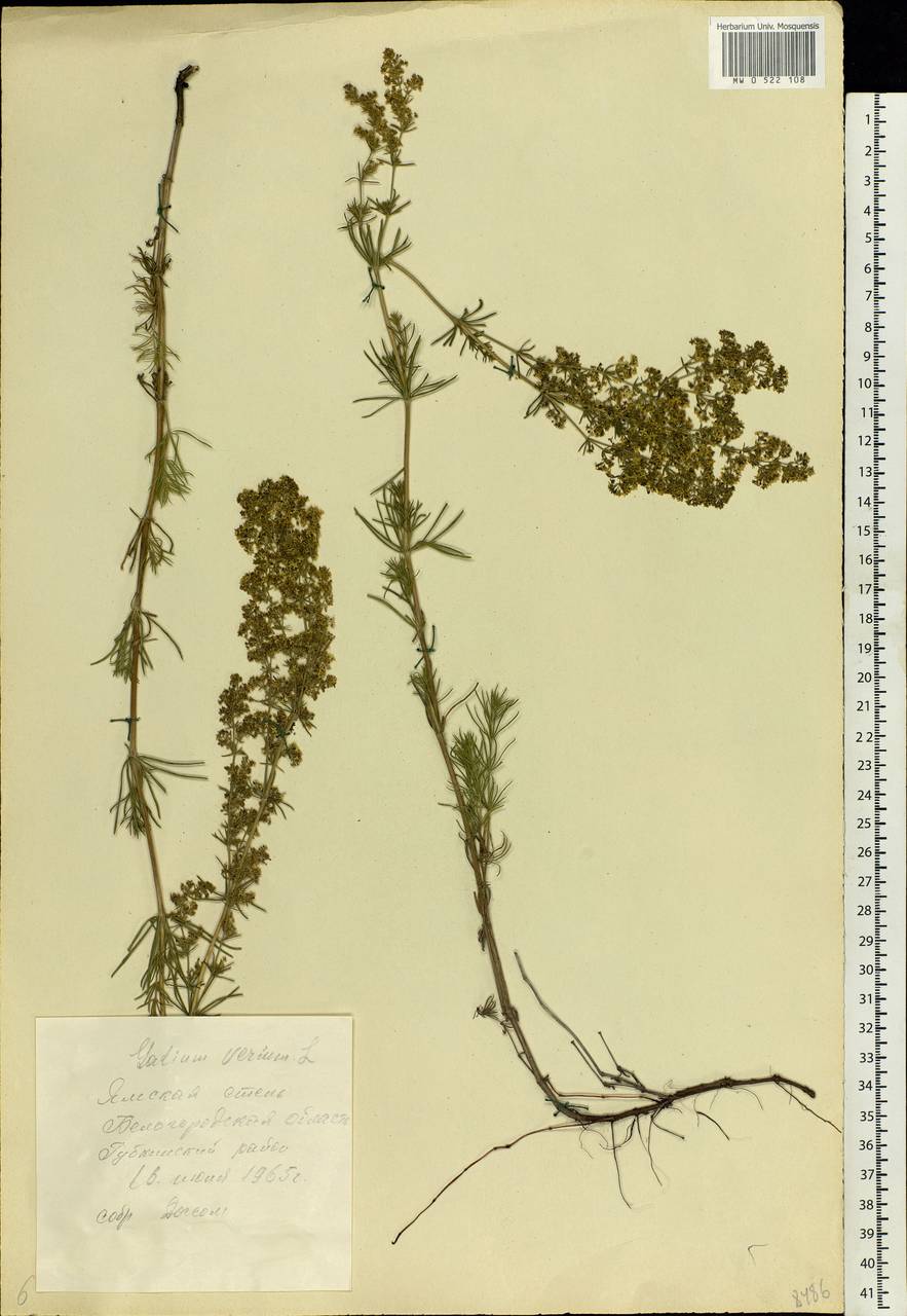 Galium verum L., Eastern Europe, Central forest-and-steppe region (E6) (Russia)