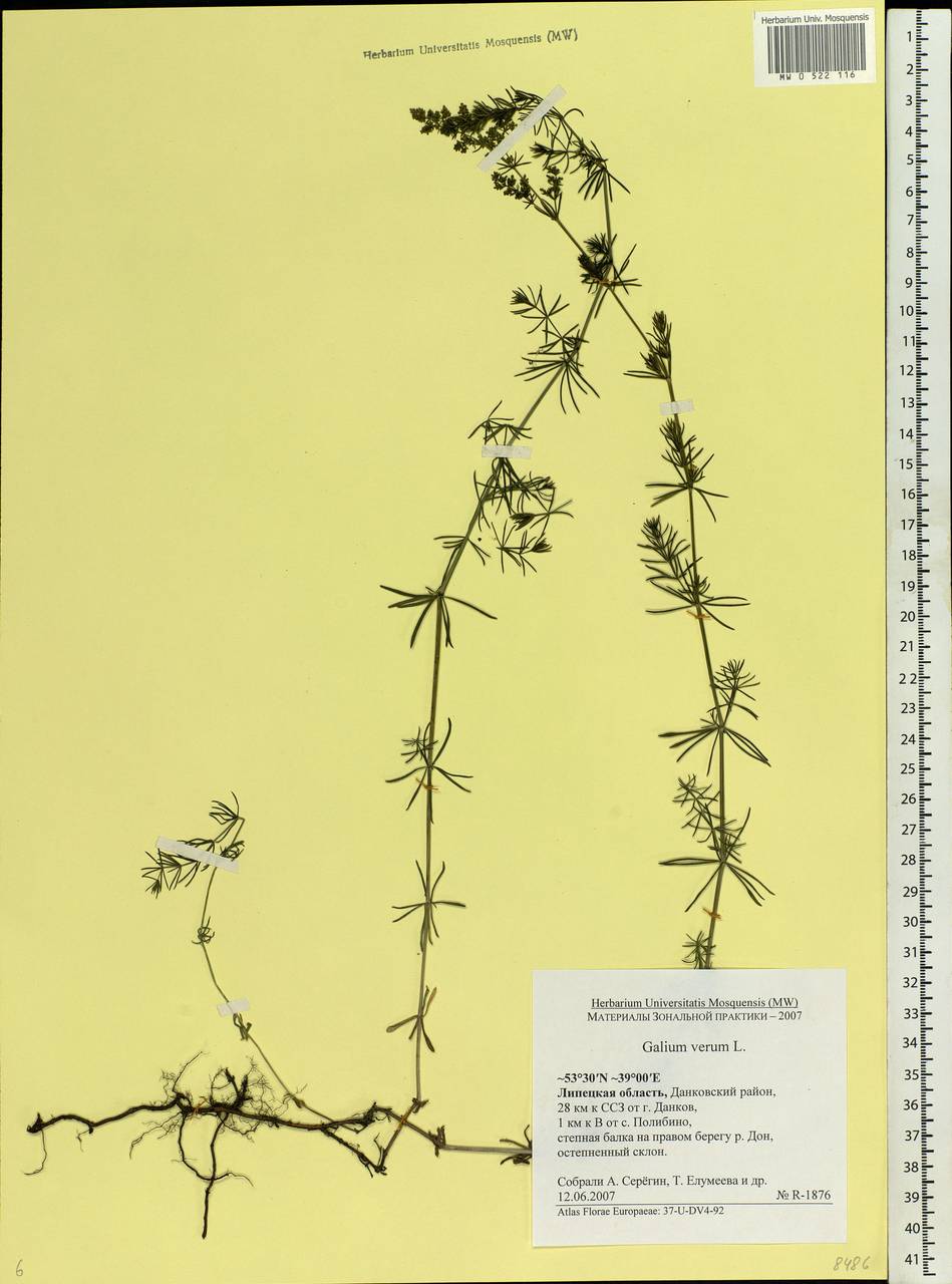 Galium verum L., Eastern Europe, Central forest-and-steppe region (E6) (Russia)