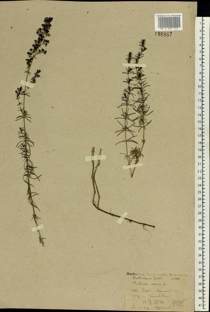 Galium verum L., Eastern Europe, Central forest-and-steppe region (E6) (Russia)