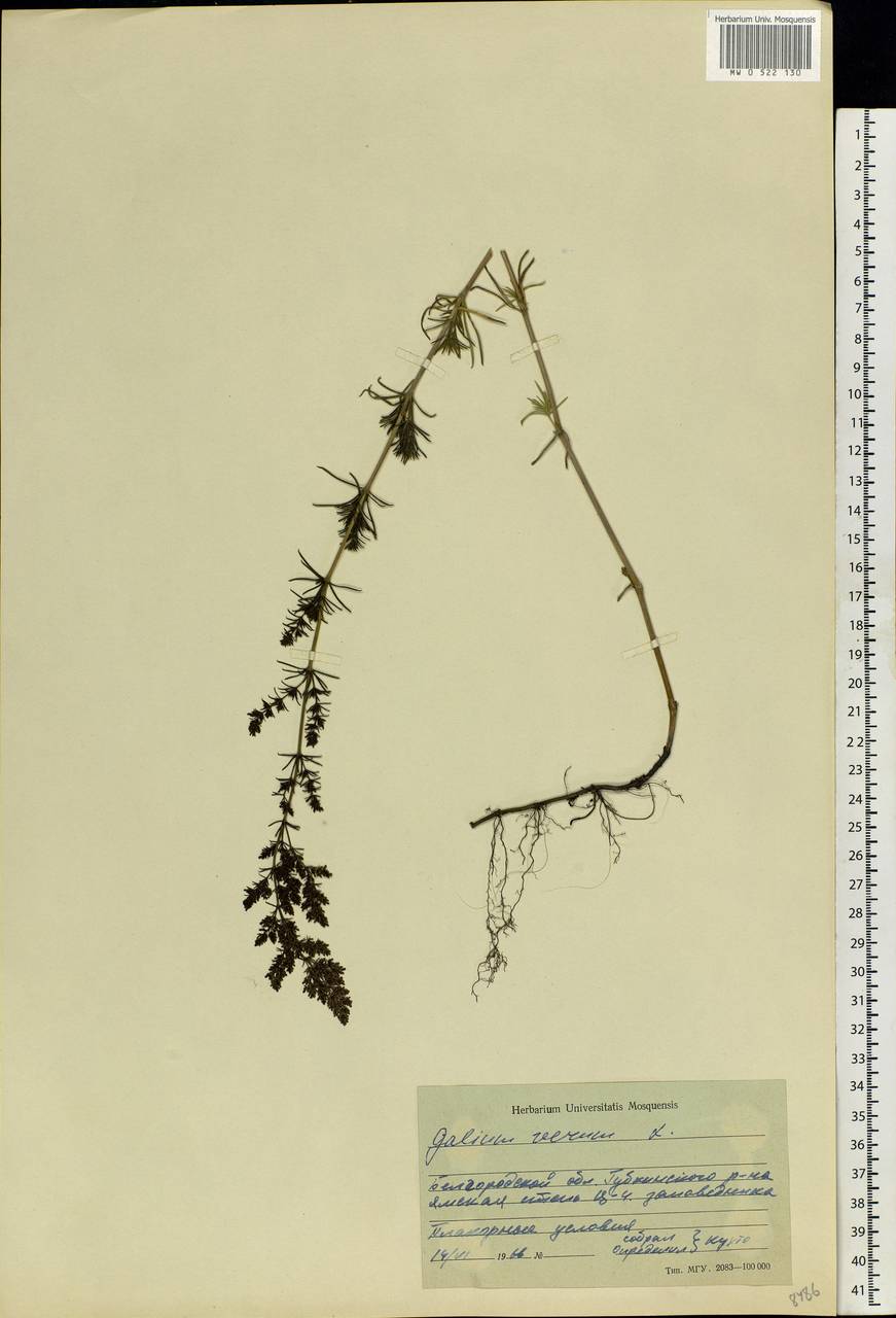 Galium verum L., Eastern Europe, Central forest-and-steppe region (E6) (Russia)